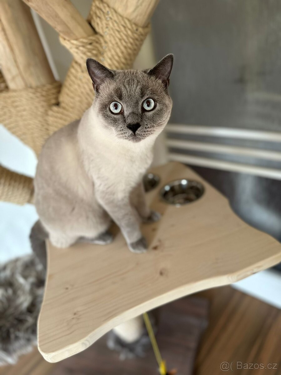 Prodám krásný kočičí strom - 8