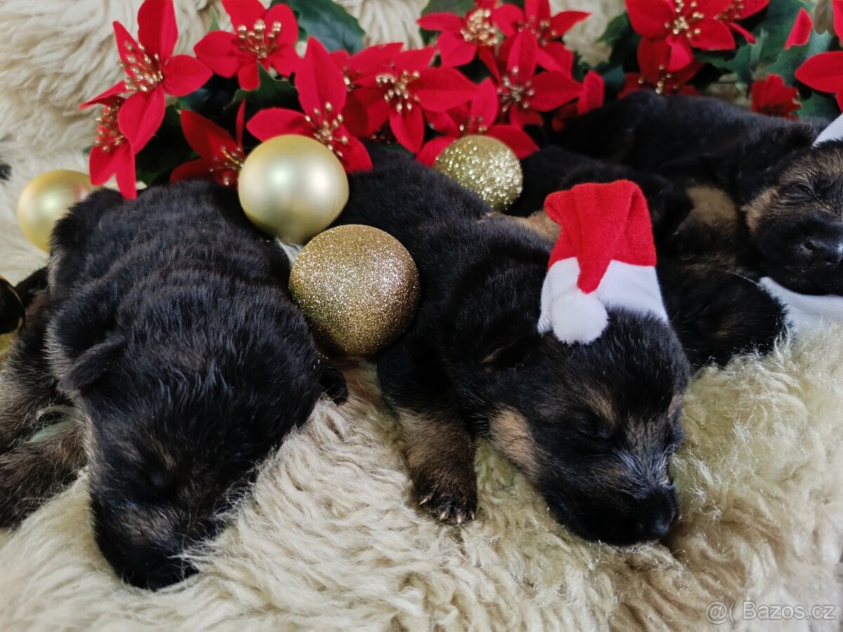 ŠTĚŇATA NĚMECKÉHO OVČÁKA TYPU REX - 8