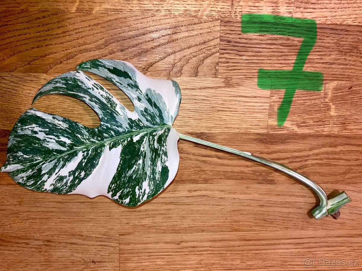 VYPRODÁNO Monstera albo variegata panašovaná bílá deliciosa - 8