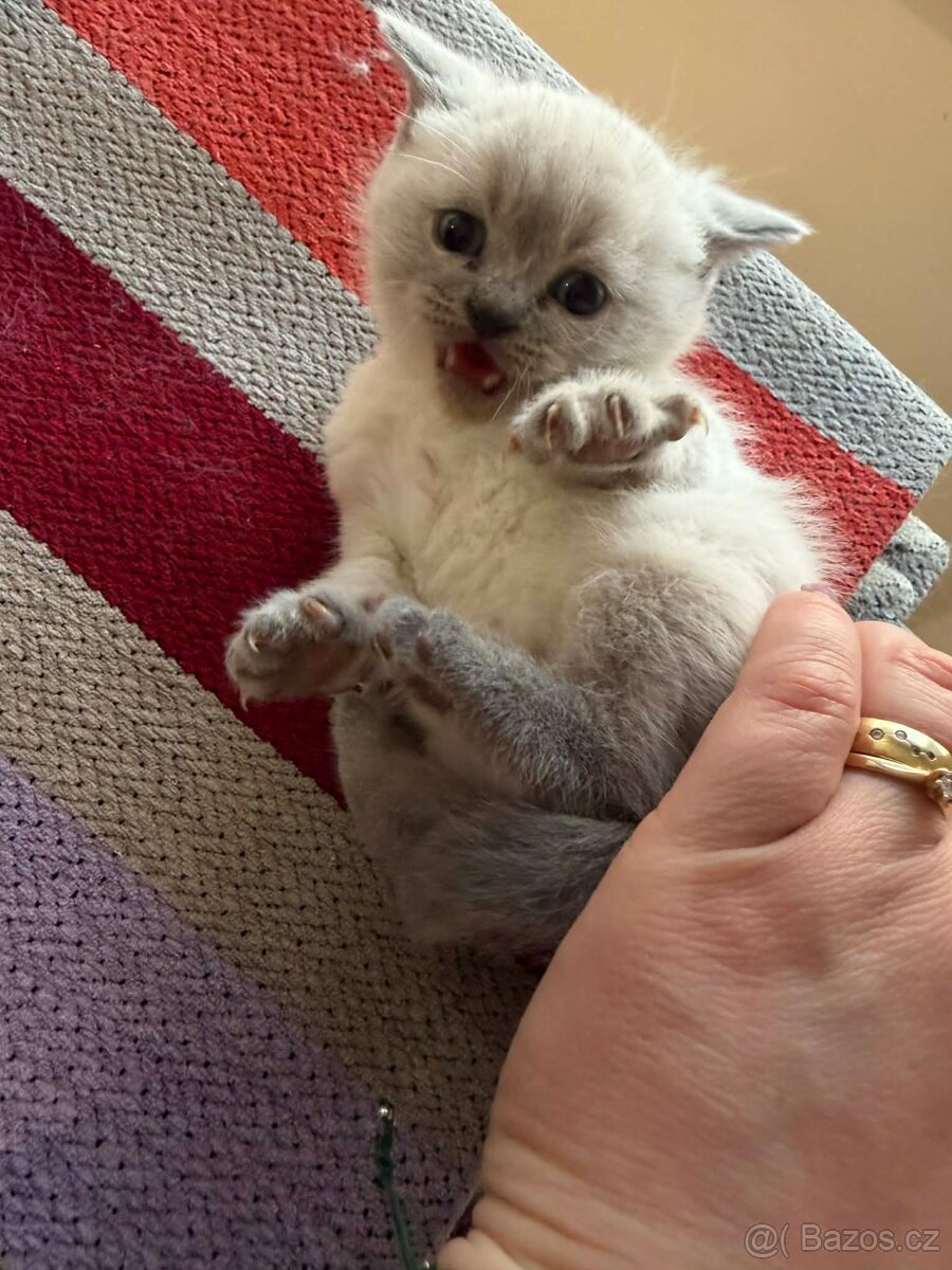 Britská koťata - 8