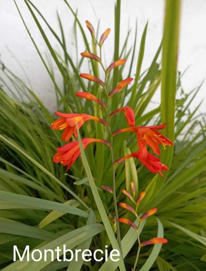 Rozchodníky, trvalky - 8