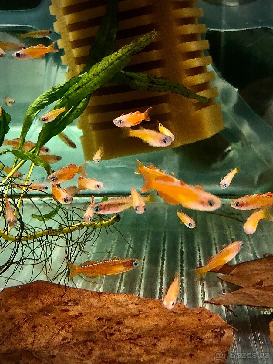 Prodej akvarijních ryb - 8