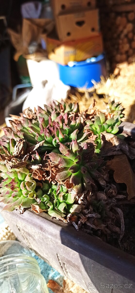 Jarní směs rostlin. - 8