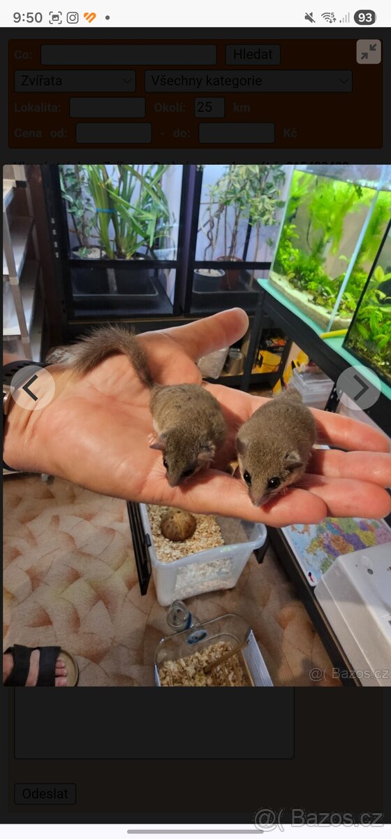 Plšík africký - 8