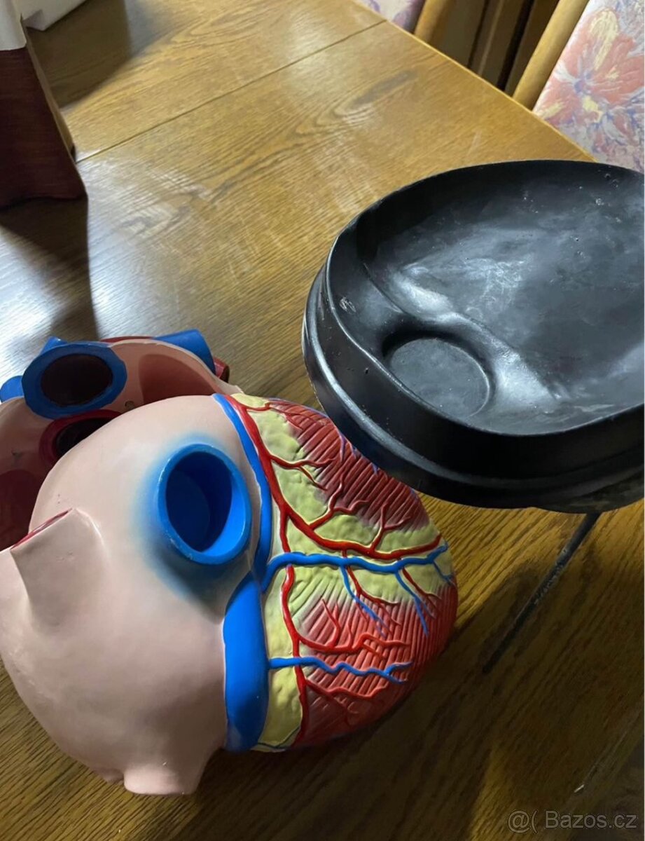 model lidské srdce - 8