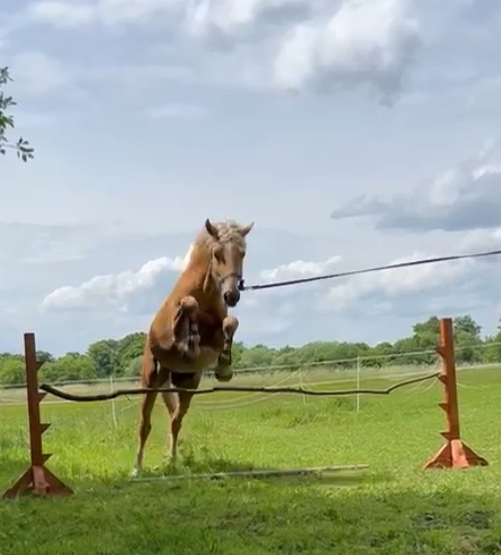 valach v květnu 4 roky - 8