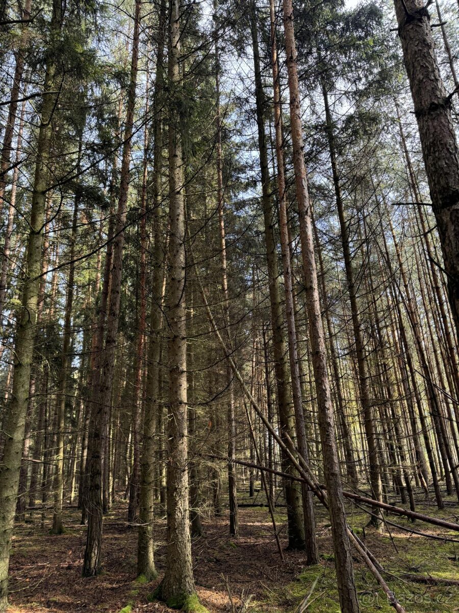 Prodám lesní pozemek v katastrálním území Žichlice u Hromnic - 8