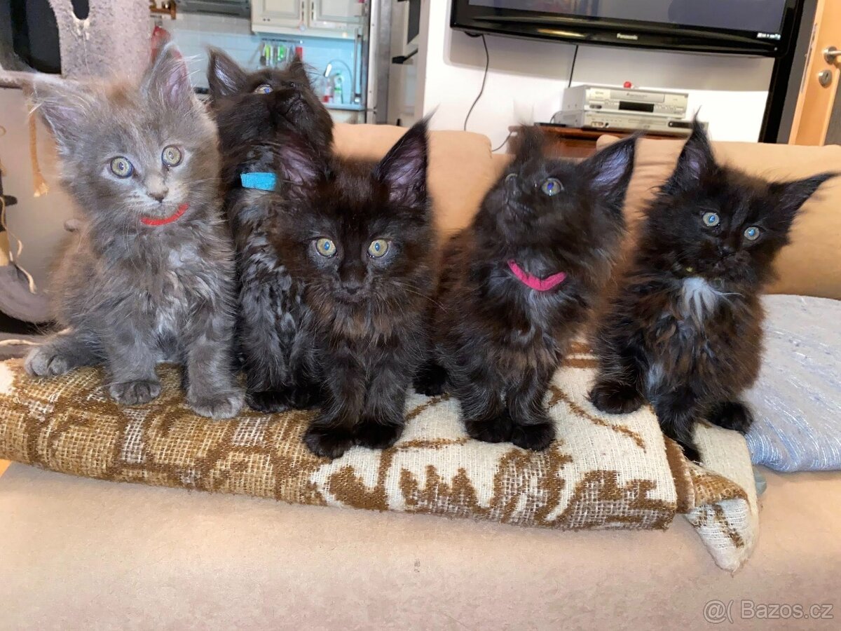 Čistokrevné mainské mývalí koťátko - blue smoked - holčička - 8