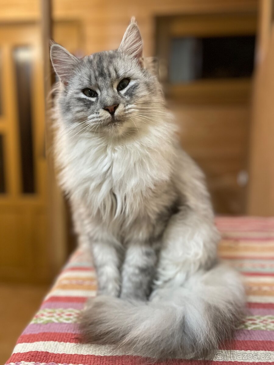 Mainská mývalí křížená koťátka - 8