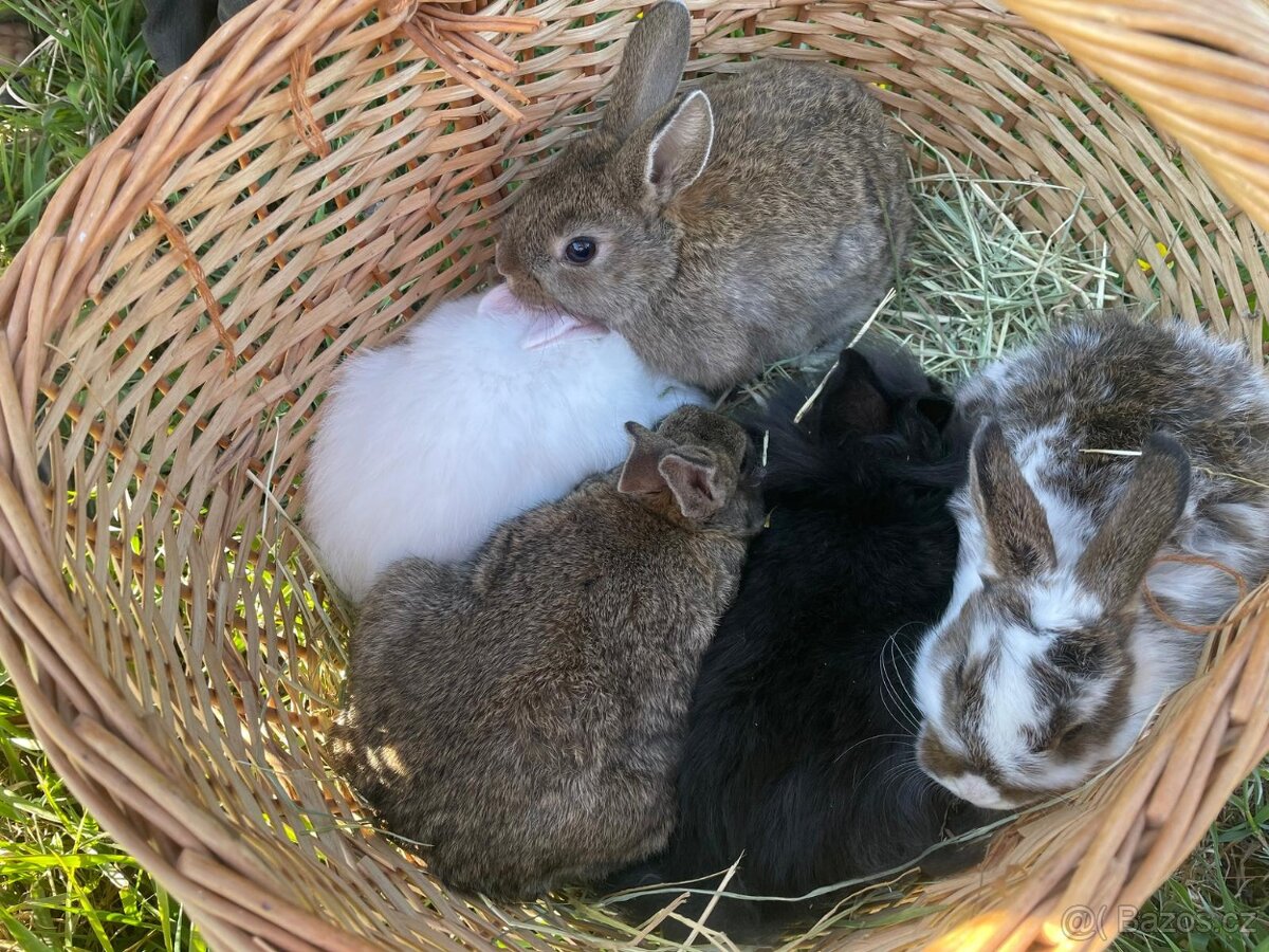 Zakrslí králíčci - 8