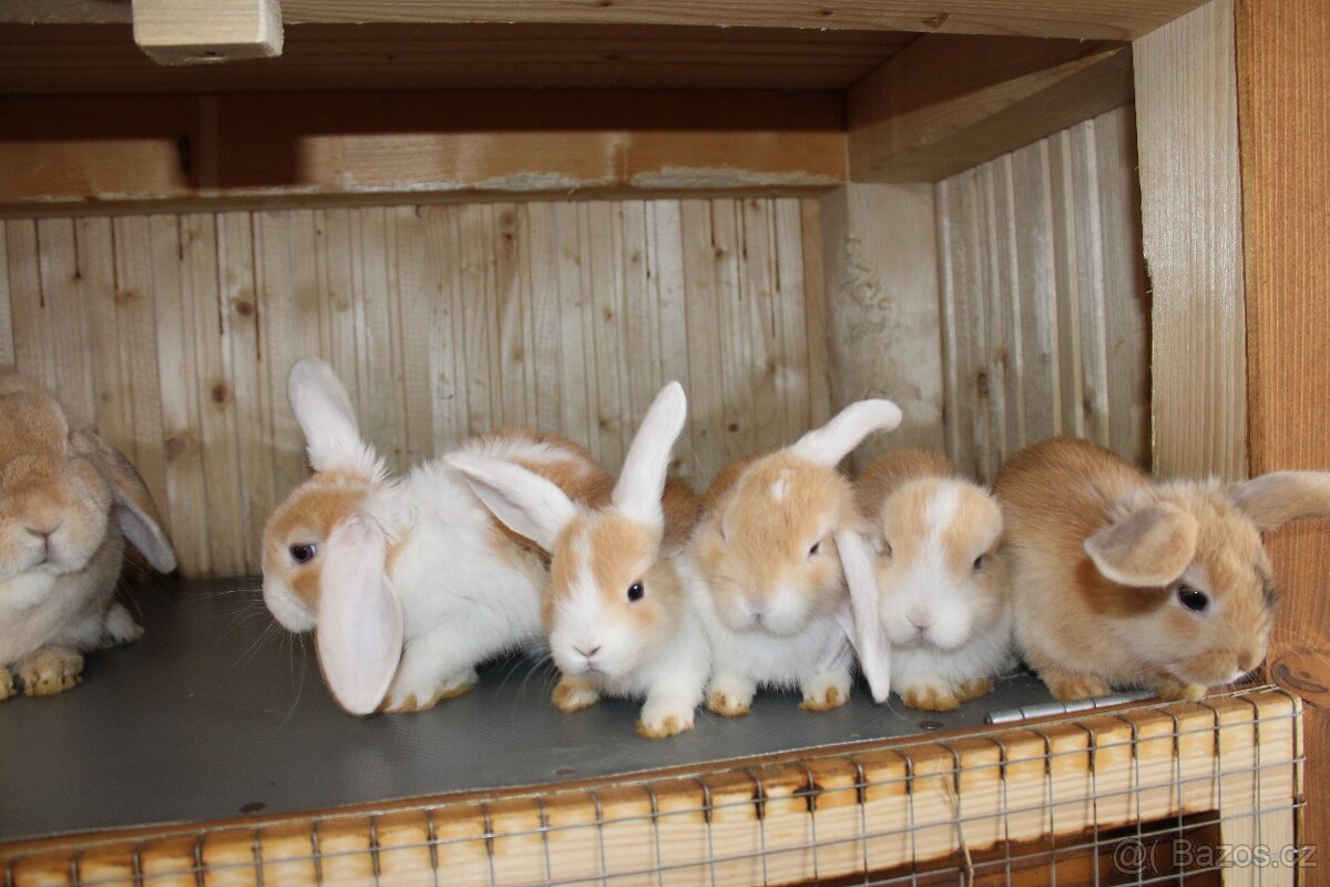 Zakrslý beránek – mláďata k odběru 🐰 - 8