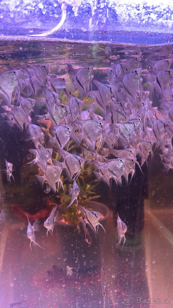 Prodej akvarijnich ryb - 8