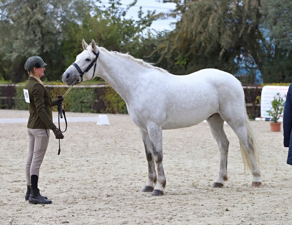 Nádherný valach na všechno:-) - 8