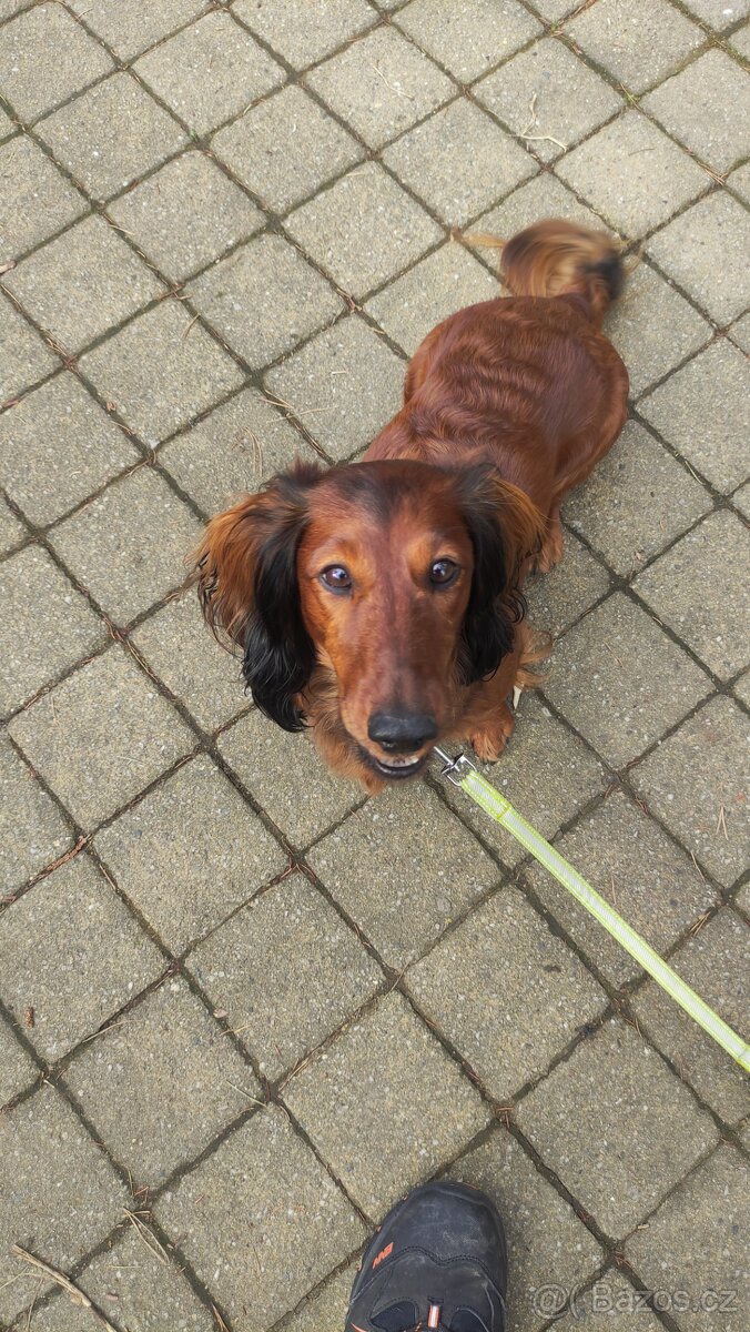 Jezevčík dlouhosrstý standard - 8