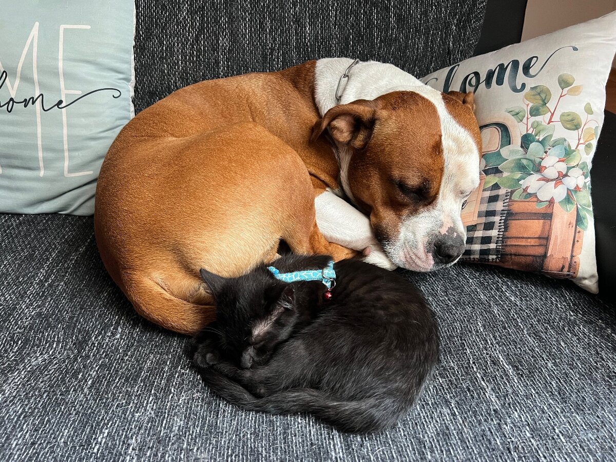 Nabízím krytí uchovněným psem s PP - 8