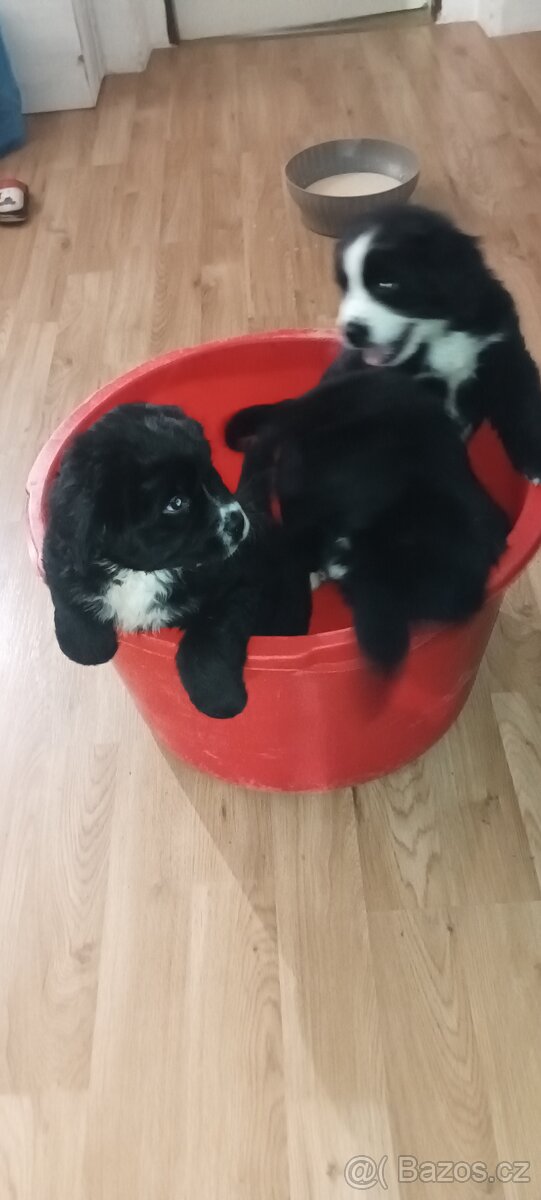 Bernský salašnický pes štěňata bez PP - 8