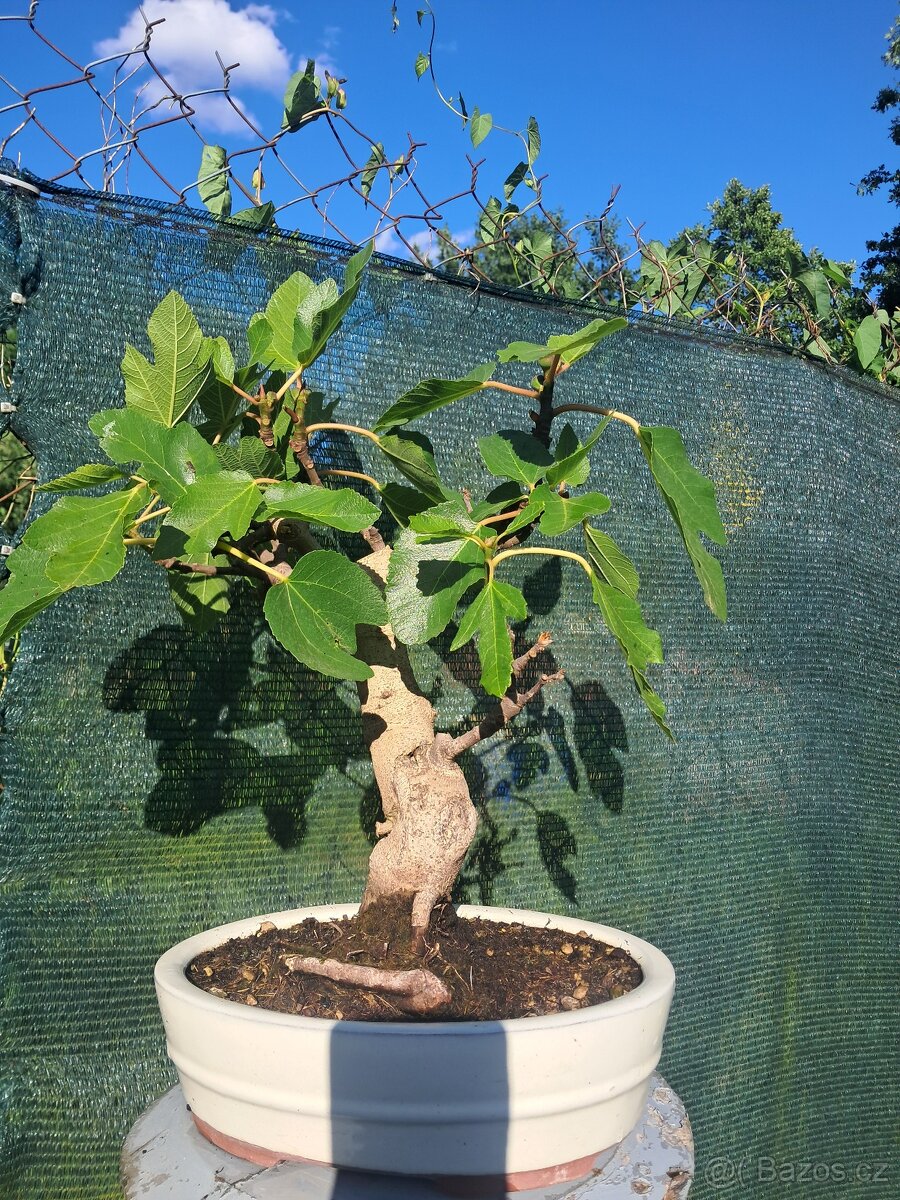 Bonsaj, bonsai Smokvoň - 8