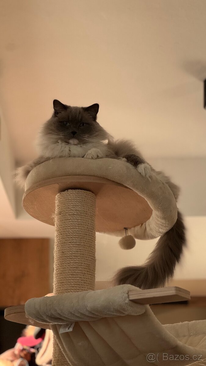 Ragdoll kocour a kočka - 8