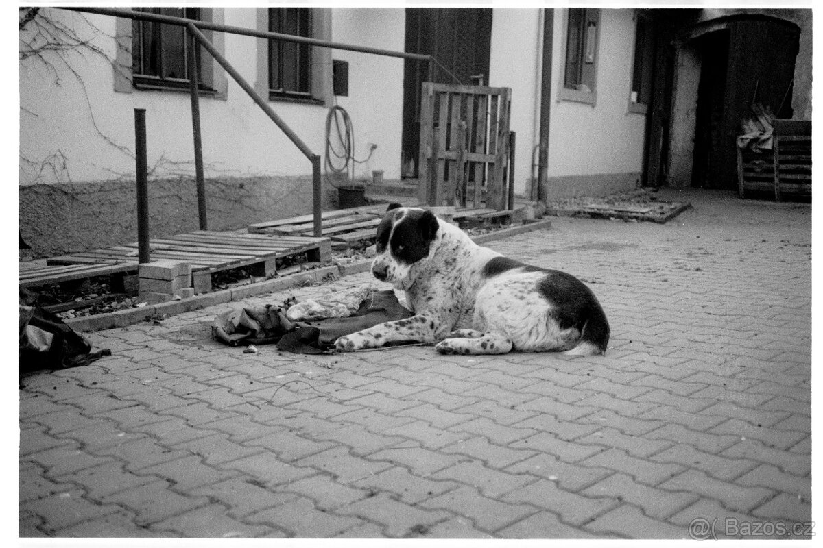 Leica CL + Voigt 40/2.8 ASPH - 8