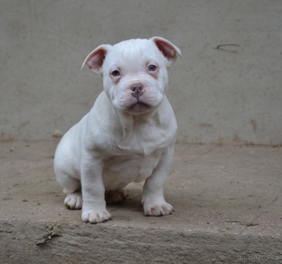 American bully pocket / standard - 8