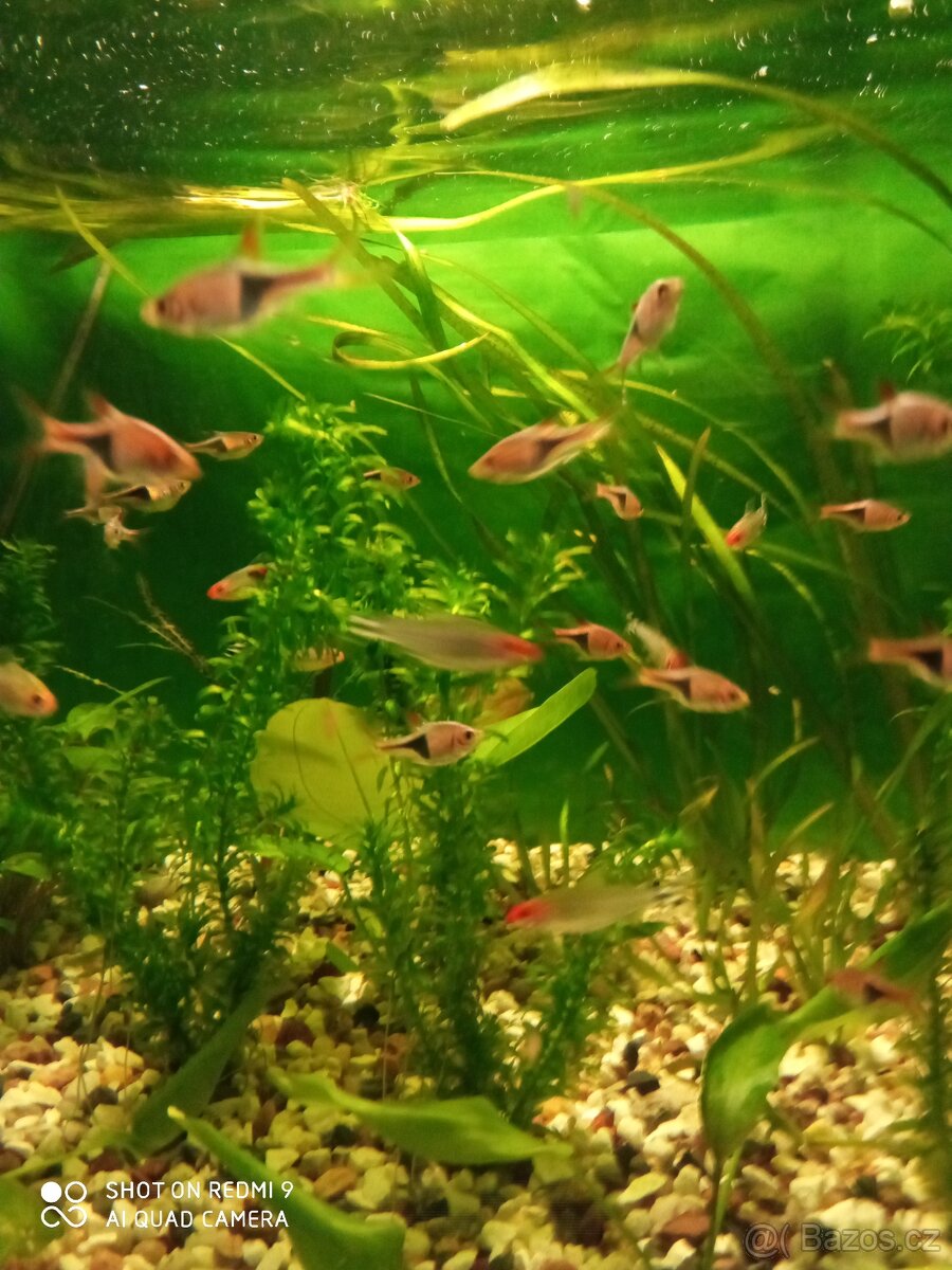 prodej novinek ze dvora - 8