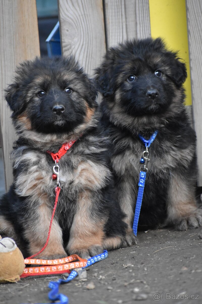 Německý ovčák s PP - 8