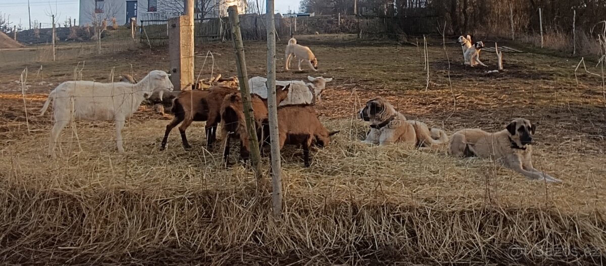 Kangalský pastevecký pes- štěňátka s pp - 8