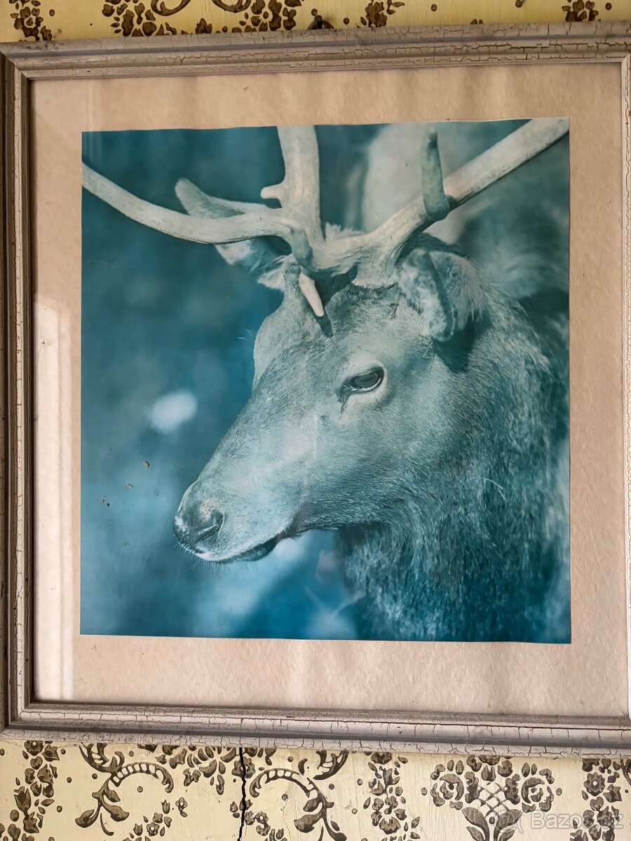 Zasklené obrázky - 8