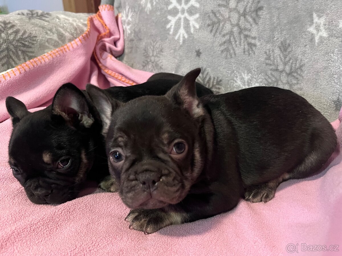 Francouzský buldoček - 8