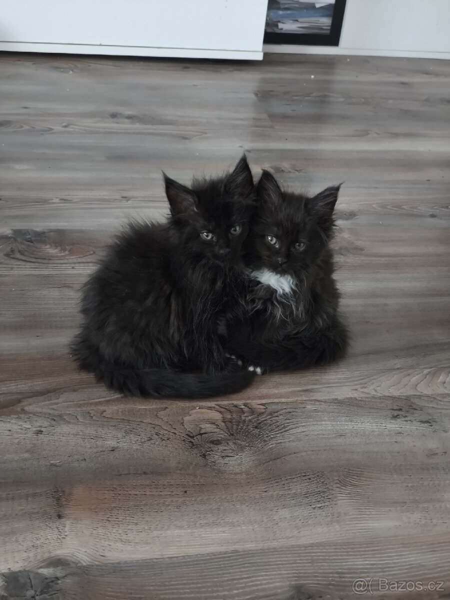 Mainská mývalí koťata s PP - 8