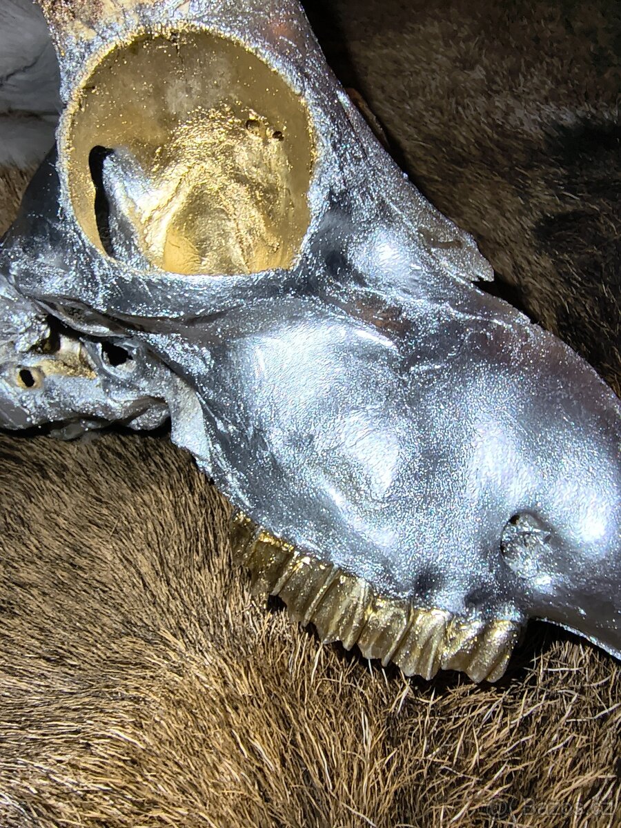 Originální dekorace – mufloní lebka - 8