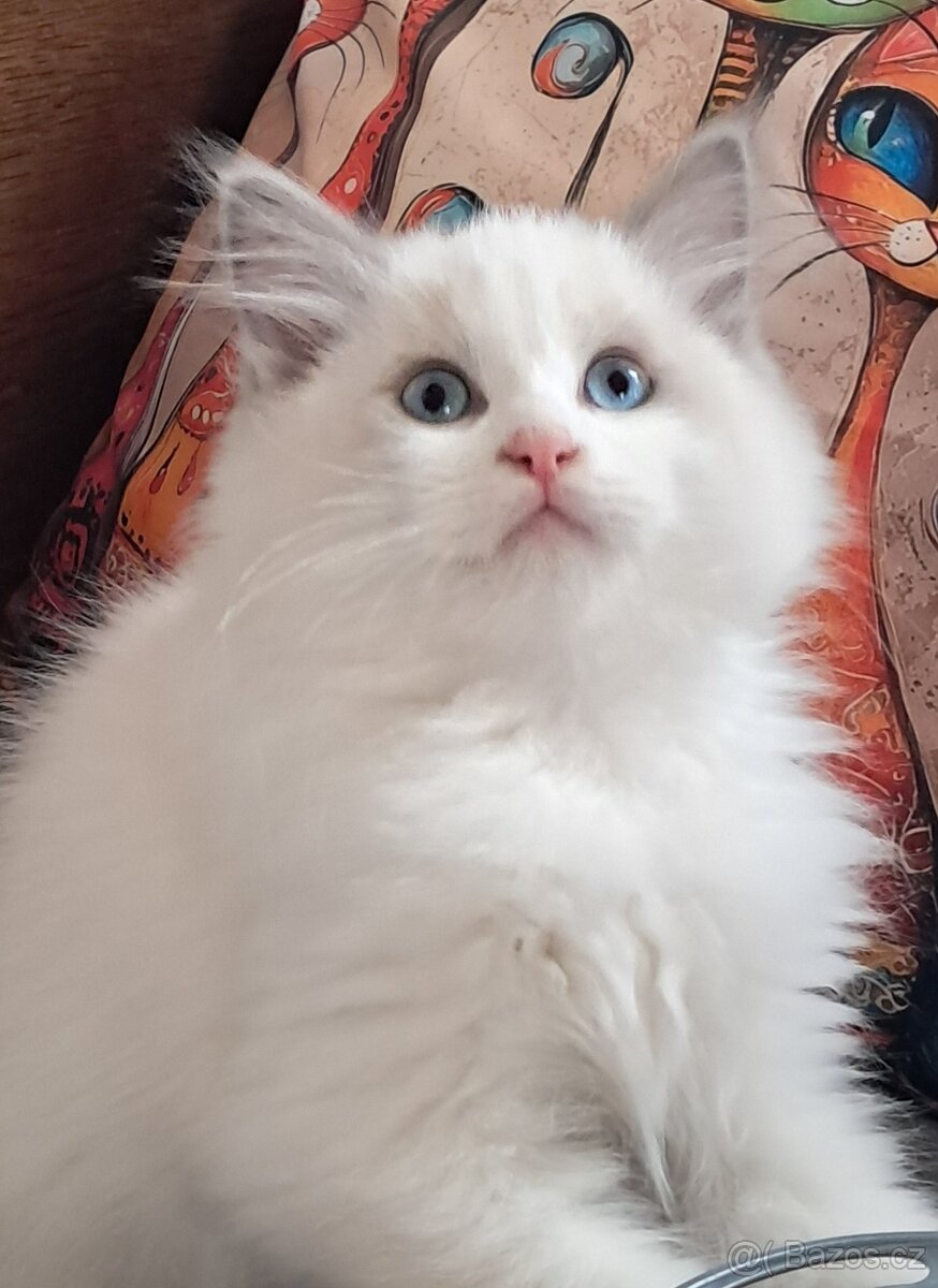 Koťátka ragdoll s PP (FIFE) - 8