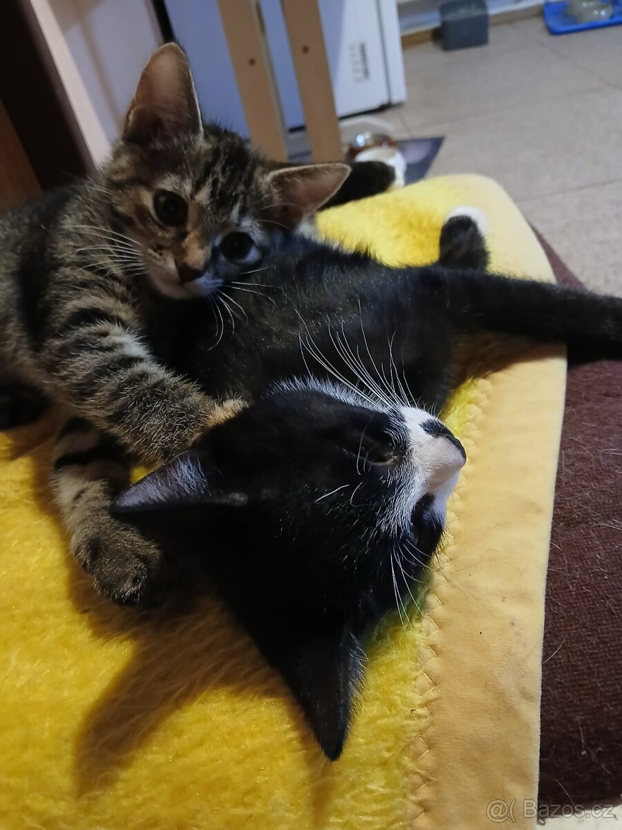 Darujeme koťátka - 8