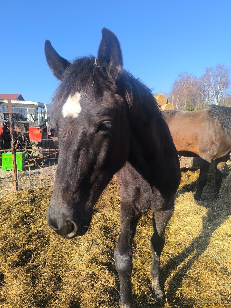 Prodám hřebečka - 8