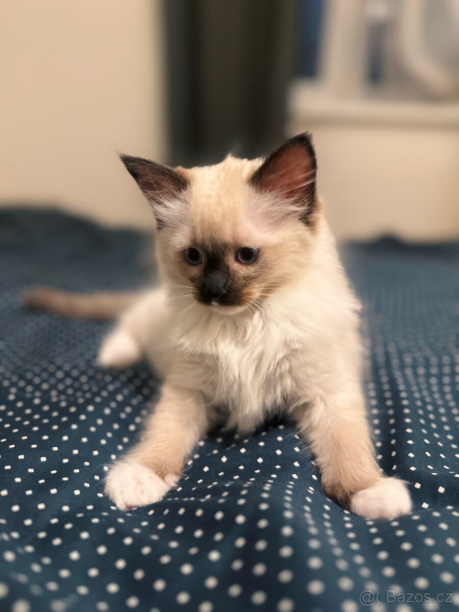 PRODEJ KOT’AT RAGDOLL 🎄💫 - 8