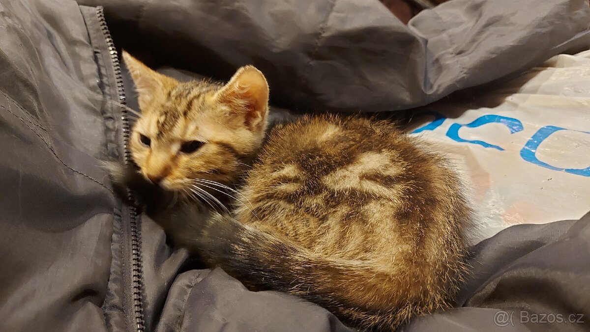 Daruji 2 koťátka (2 holky) - 8