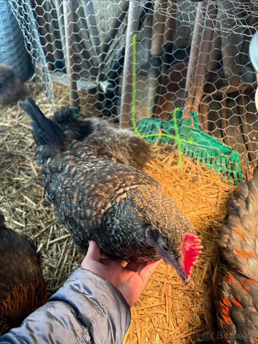 Kohouti, slepice - 8