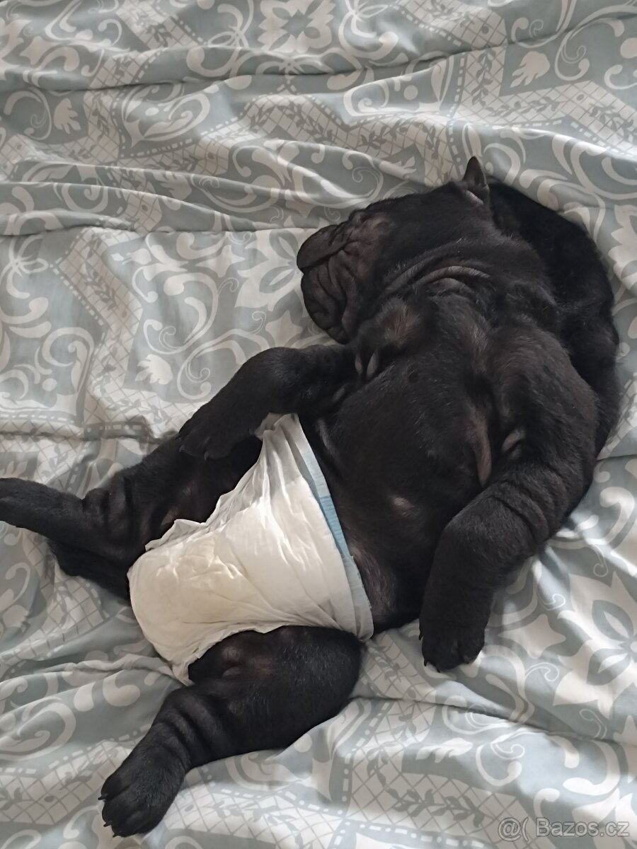 Šarpej 3 měsíce. - 8