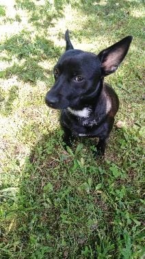 Stěně Jezevčík - 8