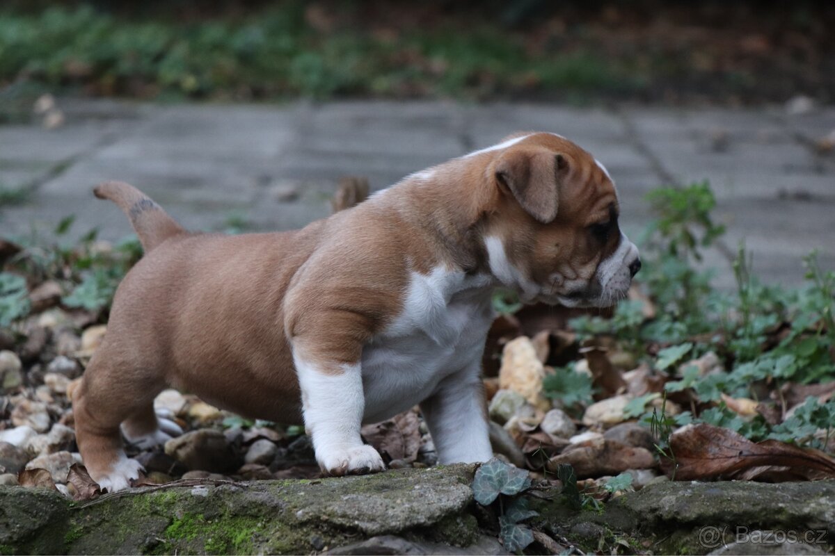 Americký stafordšírský teriér s PP fenka 1 - 8