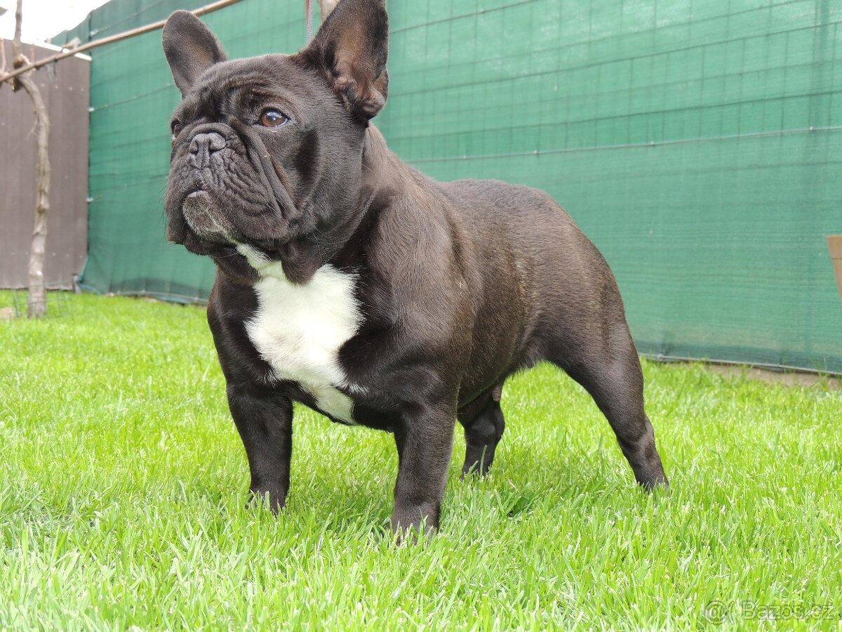 Francouzský buldoček S PP. - 8