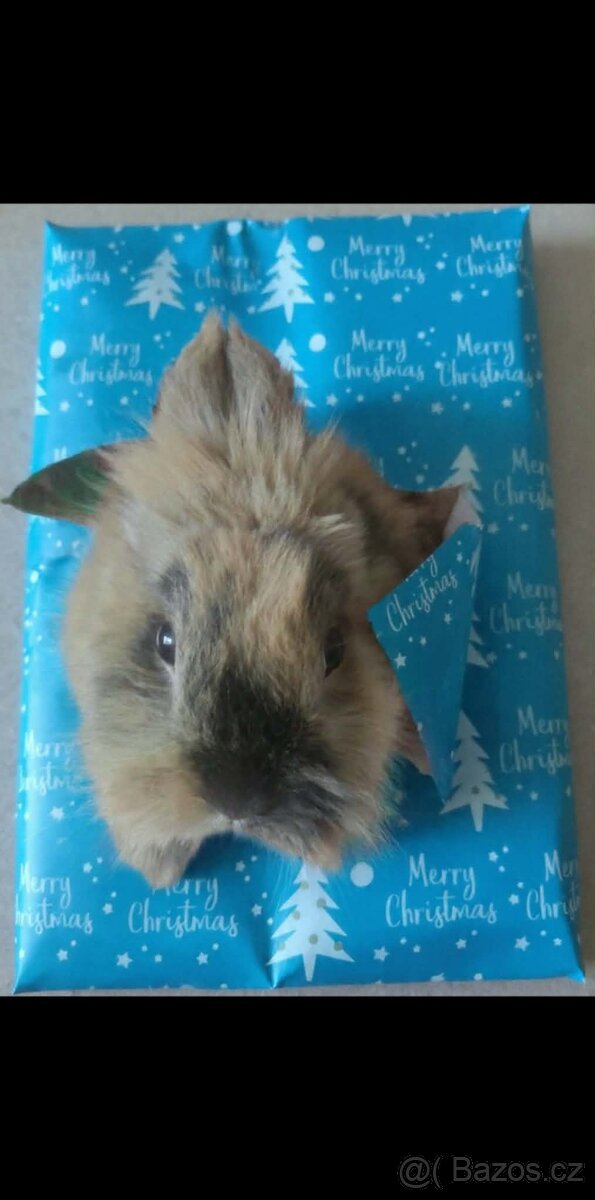 Zakrslý kralik Lvíček - 8