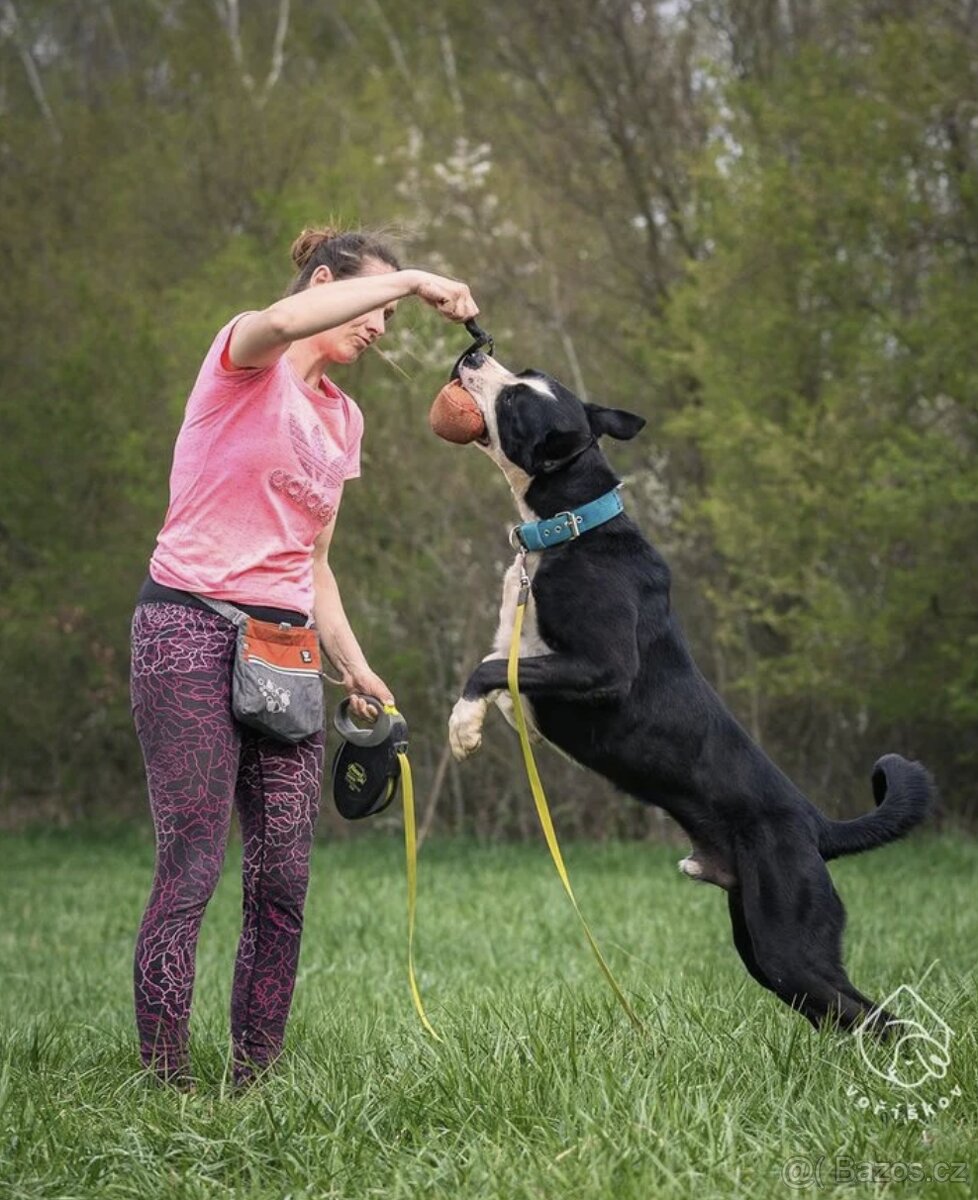 Kříženec molose - 8