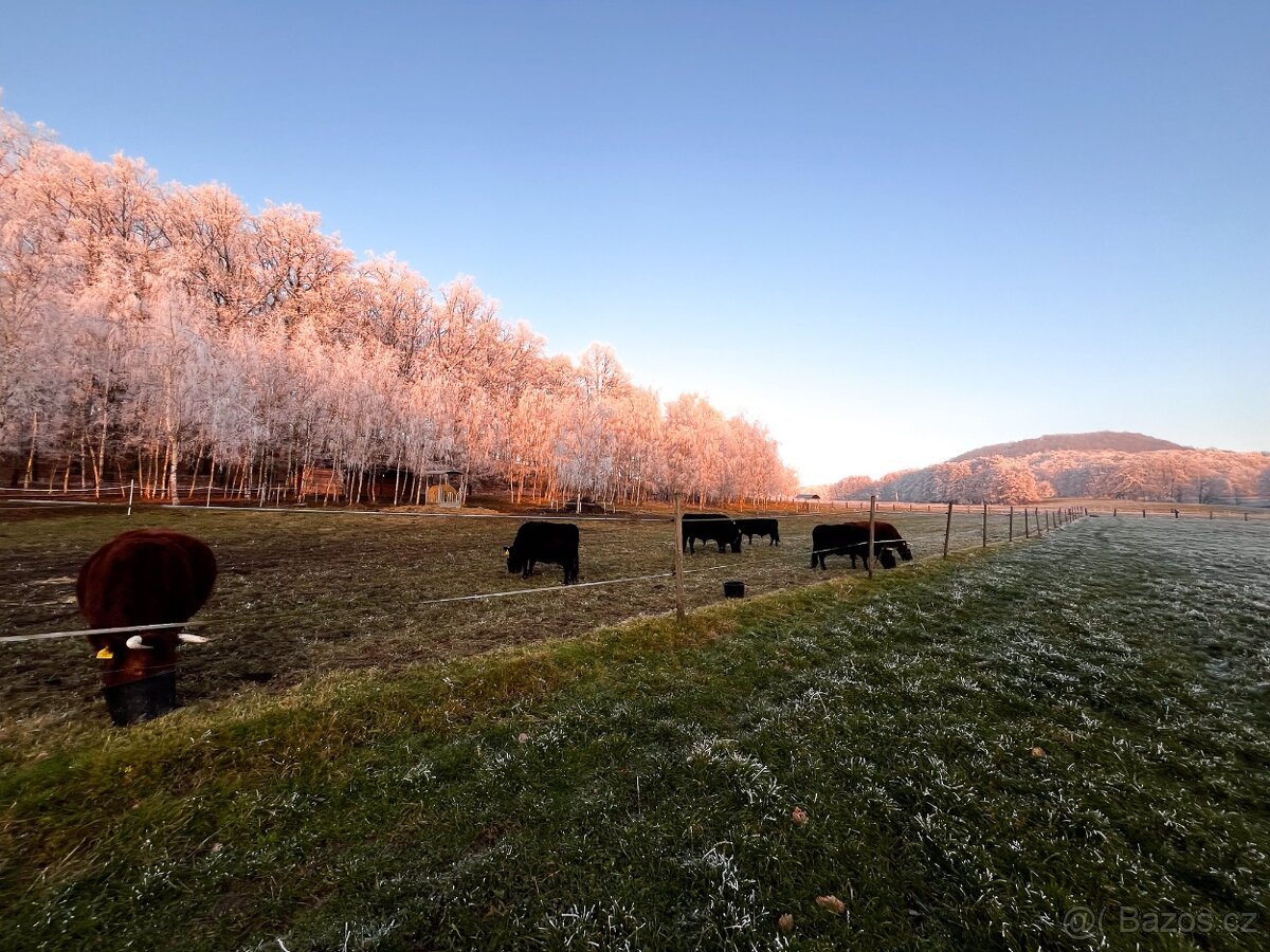 Rezervace na dexter jalovice s POP na rok 2026 - 8