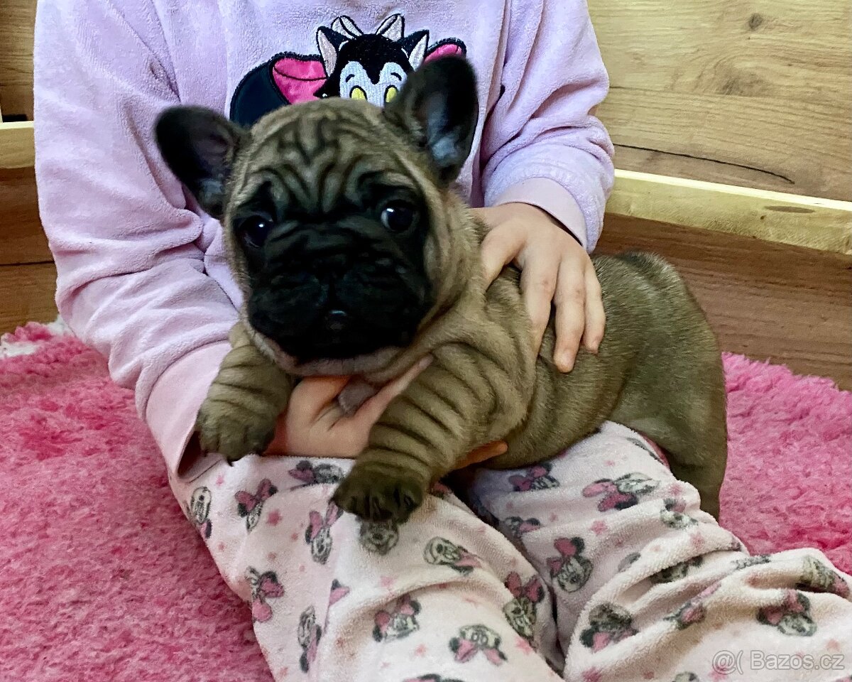 TOP francouzský buldoček s PP FCI - 8