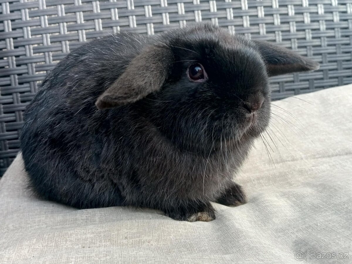 Volný Sameček - Anglický Zakrslý Beránek MiniLop🍑 - 8