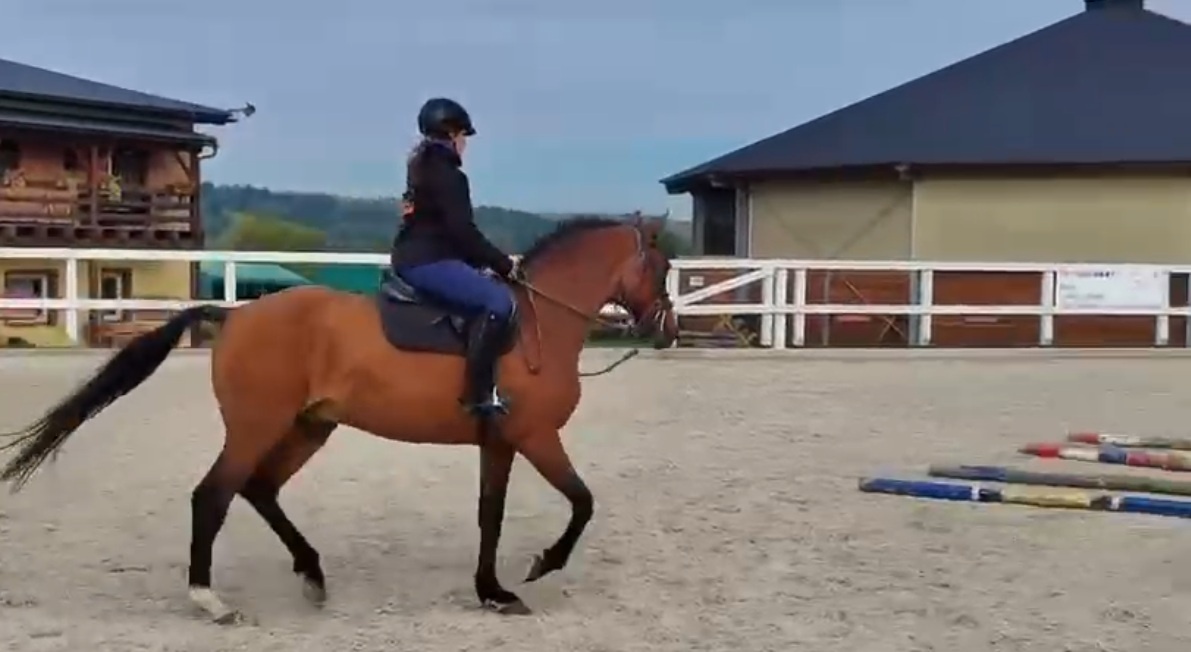 valach 9 let, 158 cm kůň pro ženu - 8