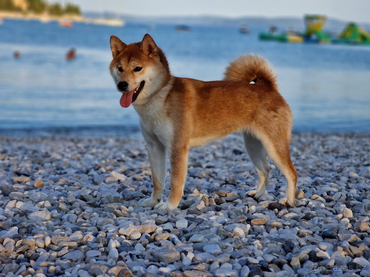 Shiba Inu s PP,FCI - 8