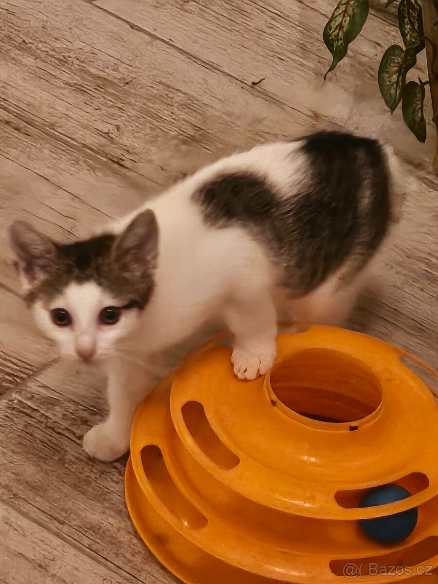 Koťata zdarma - 8