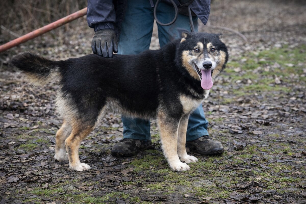 Roger hledá domov - 8